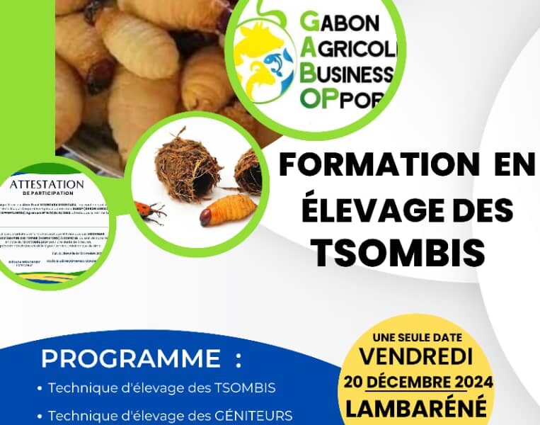 Entrepreneuriat : élevage de Tsombi