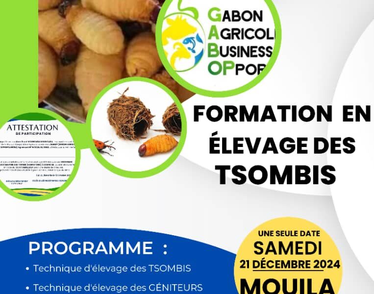Entrepreneuriat : élevage des Tsombi