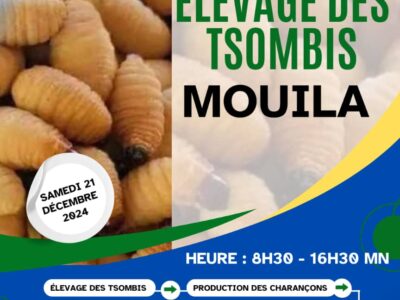 Entrepreneuriat : élevage des Tsombi