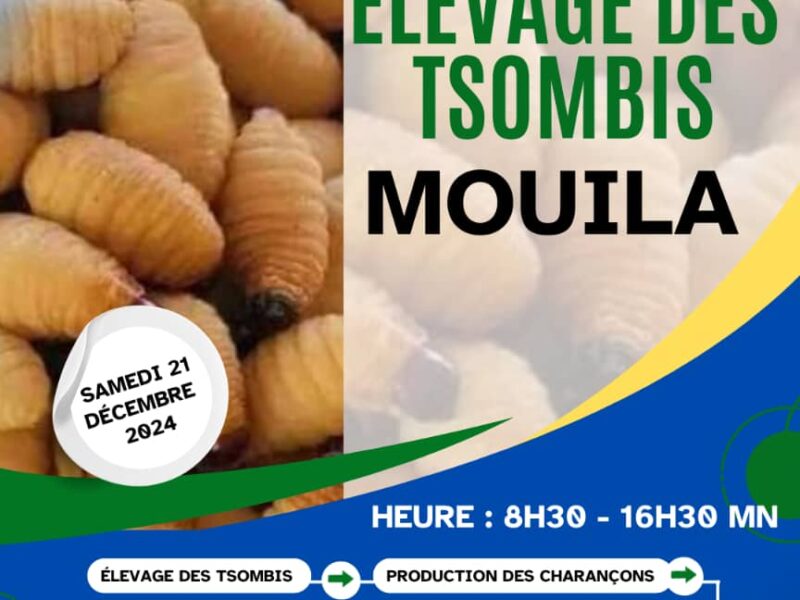 Entrepreneuriat : élevage des Tsombi
