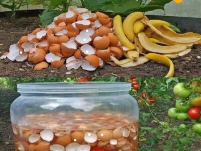 Engrais de peaux de banane et de coquilles d'œufs