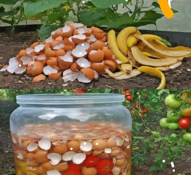 Engrais de peaux de banane et de coquilles d'œufs